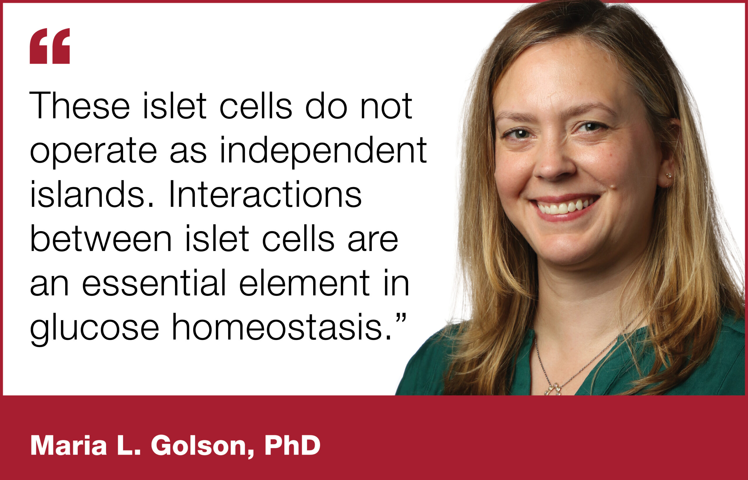 Investigators share new findings in islet cell interactions